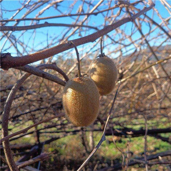 Kiwi de Galicia-detalle