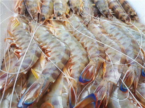 Langostino de Sanlúcar-detalle