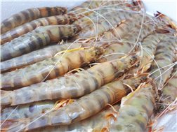 Langostino de Sanlúcar