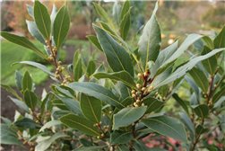 LAURIER BIO 30g   Feuilles Écologiques : Épice Gourmet et Digestif