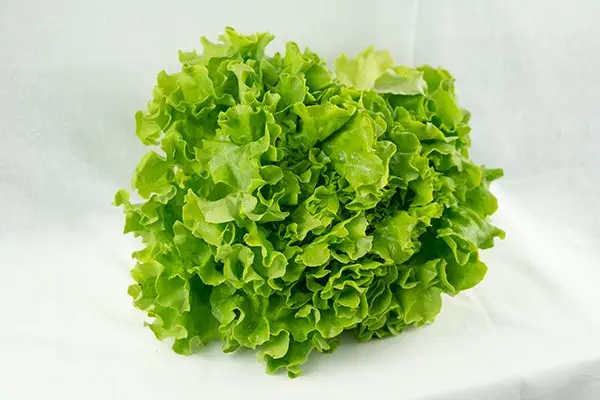 Batavia-Salat