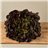 Oak Lettuce (Only shipments in the Community of Madrid)-detalle