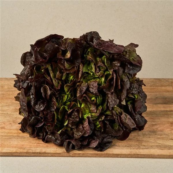 Lechuga de Roble (Solo envíos en Comunidad de Madrid)-detalle