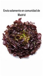 Lechuga de Roble (Solo envíos en Comunidad de Madrid)