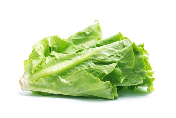 Lechuga española-detalle