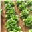 Lechuga española