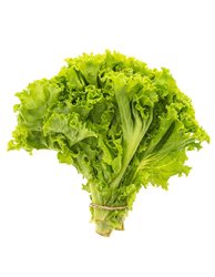 Lechuga hoja de roble (precio/unidad)