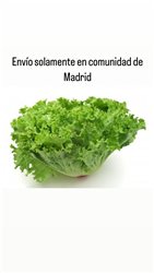 Lechuga Rizada de Galicia muy tierna (envíos solamente en Comunidad de Madrid)