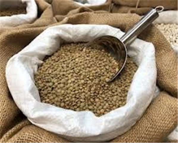 Small green Pardina lentil-detalle