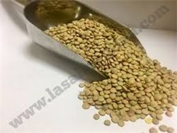 Small green Pardina lentil