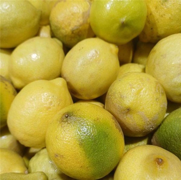 Lemons-lateral