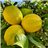 Lemons