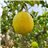 Lemons-trasera