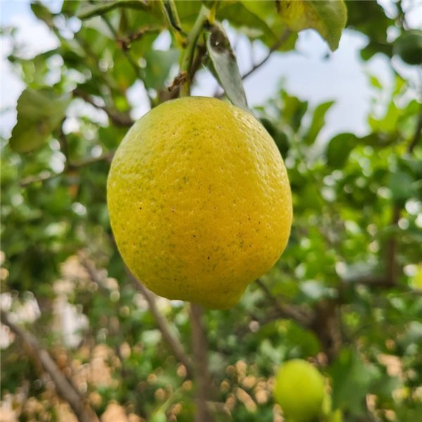 Lemons-trasera