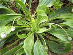 PLANTE BIO 30G  réconfortant respiratoire