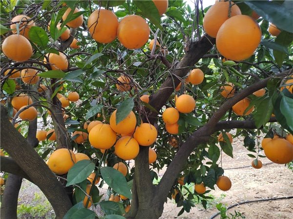 Naranja Navelina de zumo 15kg-lateral