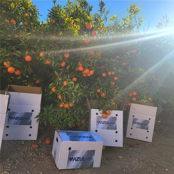 Mandarinas de Valencia 15kg - Premium-izquierda