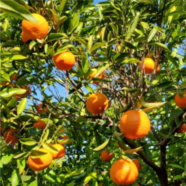 Mandarinas de Valencia 15kg - Premium-lateral