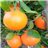 Valencia Oranges 9kg - Premium-detalle