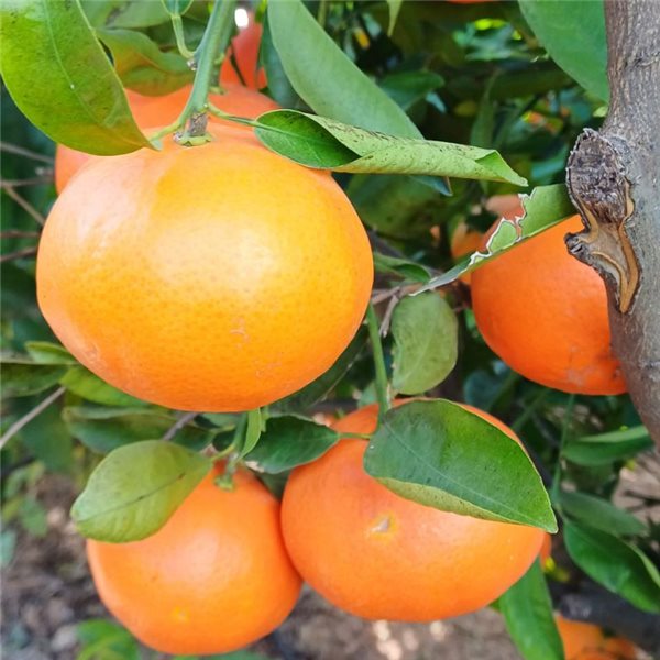 Valencia Oranges 9kg - Premium-detalle