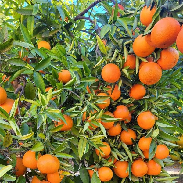 Valencia Oranges 9kg - Premium-lateral