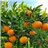 Valencia Oranges 9kg - Premium-trasera