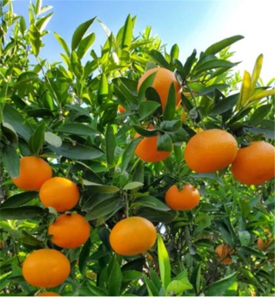 Valencia Oranges 9kg - Premium-trasera