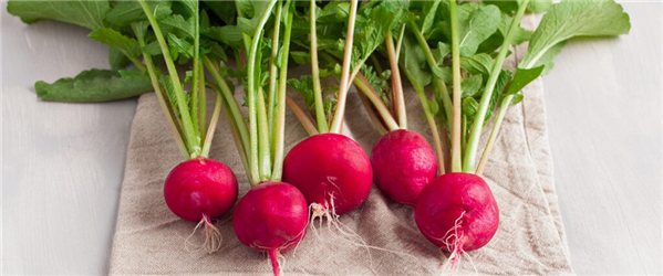 Bouquet de radis-detalle