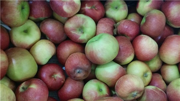 APFEL BENEJAMA-lateral