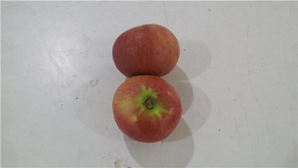 APFEL BENEJAMA-trasera