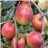 Fuji apple-izquierda
