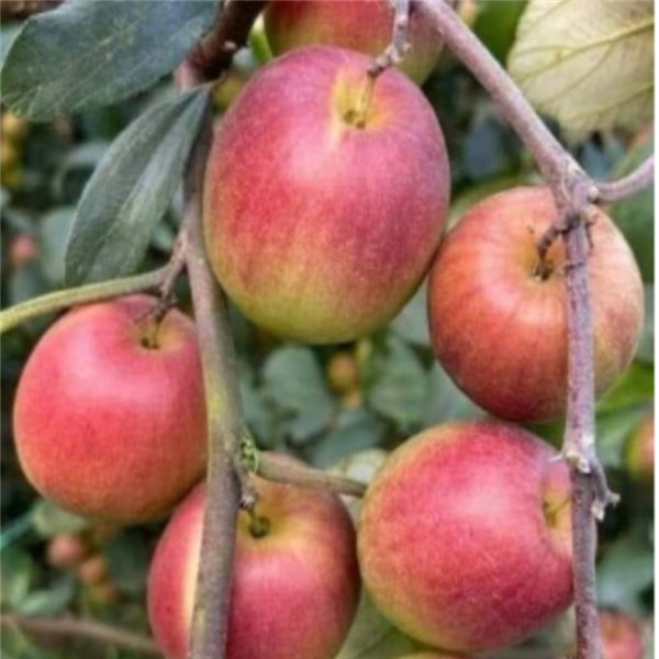 Fuji apple-izquierda