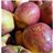 Fuji apple-lateral