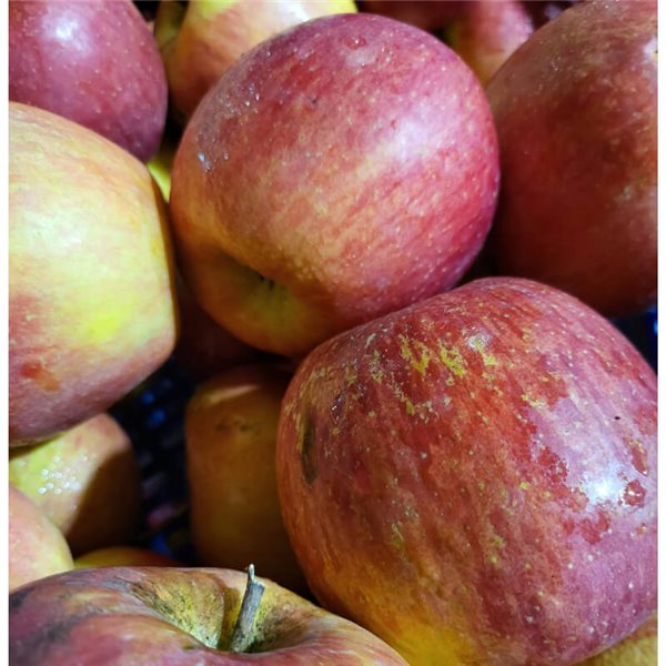 Fuji apple-lateral