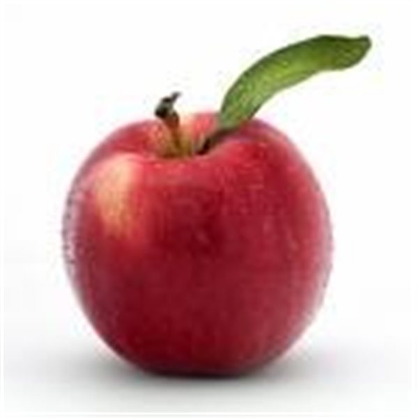 APFEL MARLENE-lateral