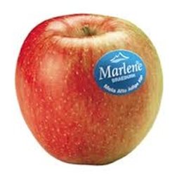 APFEL MARLENE