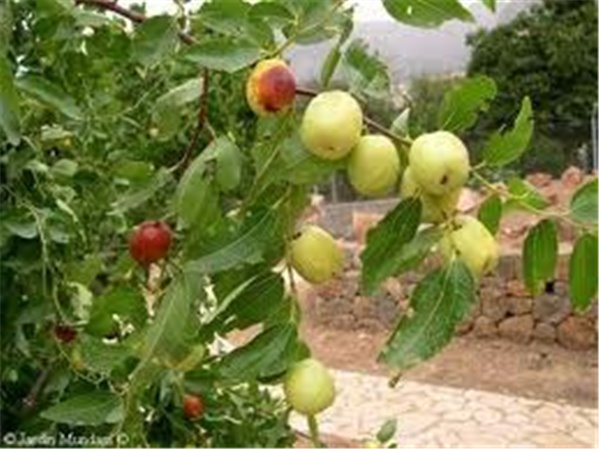 POMME VERTE DONCELLA-detalle