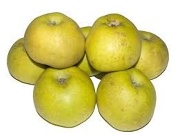 POMME VERTE DONCELLA-trasera