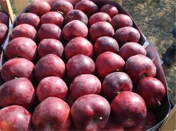 POMME ROYALE-lateral