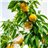 Peach Tray 22 Units-trasera
