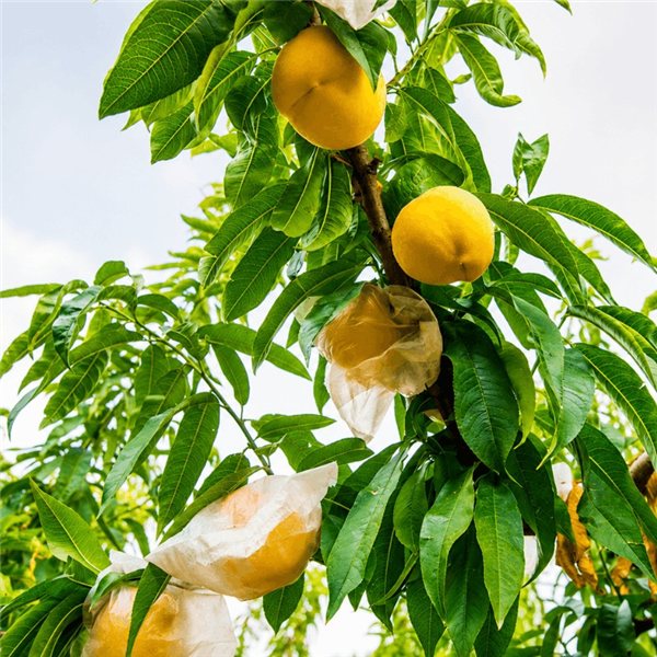 Peach Tray 22 Units-trasera