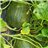 Melón Pack 3 piezas (pieza aprox.3kg cada una)-izquierda