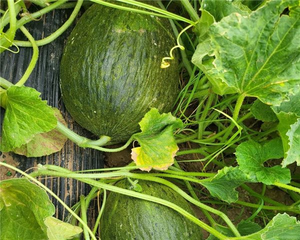Melón Pack 3 piezas (pieza aprox.3kg cada una)-izquierda