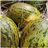 Melón Pack 3 piezas (pieza aprox.3kg cada una)-lateral