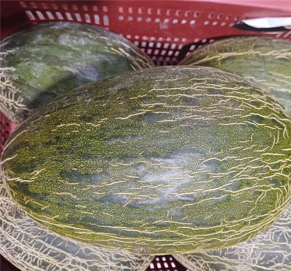 Melón piel de Sapo (pieza aprox.2kg)-detalle