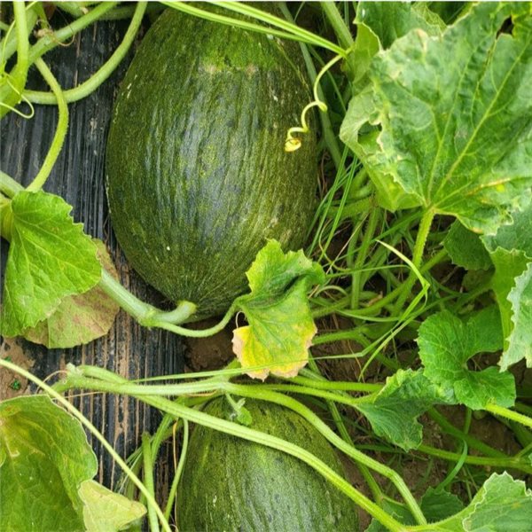 Melón piel de Sapo (pieza aprox.2kg)-lateral