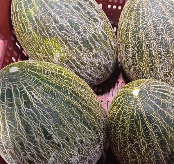 Melón piel de Sapo (pieza aprox.2kg)-trasera