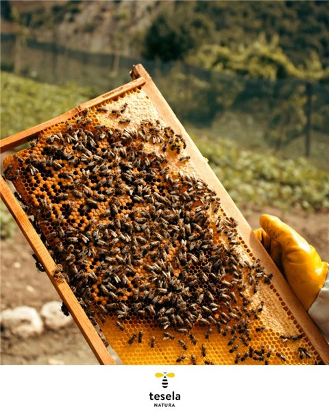 Reine Bienenhonig, rohe Zitronenhonig - Tesela 320 g-trasera