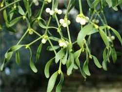 MISTLETOE ÉCOLOGIQUE 30g Soutien Naturel pour l'Équilibre Circulatoire et la Tension