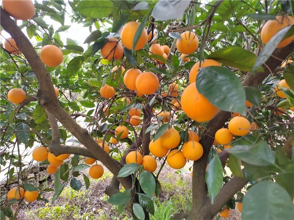 Naranjas Navelina de mesa 10kg-lateral